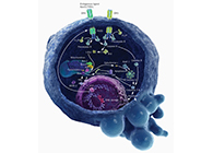 HQL制药、常州隆赛和上海HJC黄金城平台将共同研新型抗癌药物