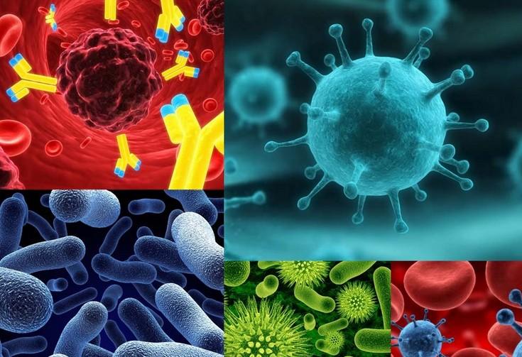 原位杂交技术的基本流程有哪些？