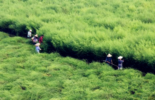 国内青蒿素产业现状：难觅国内药企身影