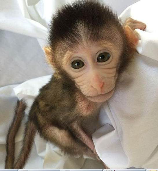 转基因猴成攻克自闭症利剑，首个非人灵长类自闭症模型建立