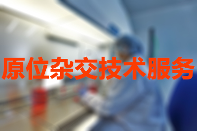 原位杂交技术的分类有哪些？