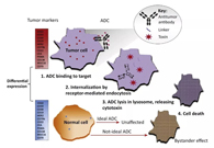 浅析：ADC药物的抗癌之路