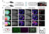 减肥药瞄准新靶点，强效减肥药即将来袭？