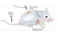 围观:临床前小鼠模型如何。
