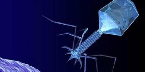 噬菌体疗法、溶瘤病毒，以及构建细胞表达载体的病毒转染因子等都体现出病毒对人类善良温和的一面