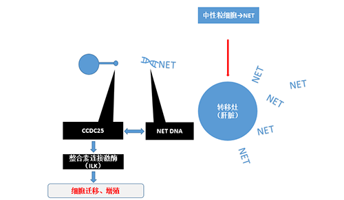 除了单纯的捕获，NET DNA与CCDC-25的结合还增强了癌细胞的侵袭行为，促进了癌症的肝转移。