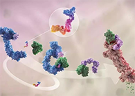 LYTAC出世，与PROTAC并肩作战针对不可成药的靶点