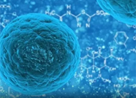 攻克三阴性乳腺癌，蜜蜂毒液竟是关键？