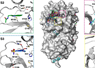 【Nature子刊】国际团队联合力量，加速基于COVID-19结构的药物设计！
