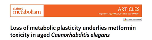 在线虫和人类原代细胞中，当在其寿命晚期提供二甲双胍时，二甲双胍会缩短寿命，这与二甲双胍在年轻生物体中的积极作用相反。