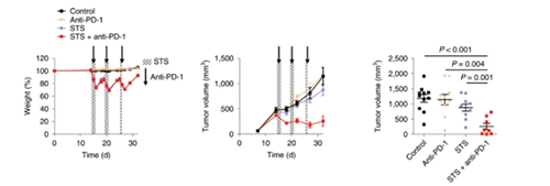 与对照组及仅使用PD-1疗法的模型小鼠对比，采用短期饥饿配合PD-1疗法的393P细胞同源移植肿瘤小鼠体内的肿瘤体积有了明显的收缩。