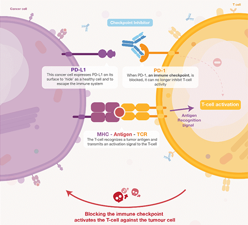饿了吗？饿一饿原来可以辅助PD-1抑制剂肿瘤免疫治疗 