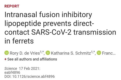 Science速递|鼻喷雾剂可阻止新冠肺炎传播，在雪貂实验中已初获成效