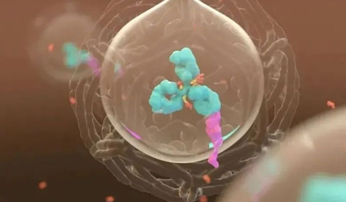 美研 | ADC，为靶向给药而精准深耕