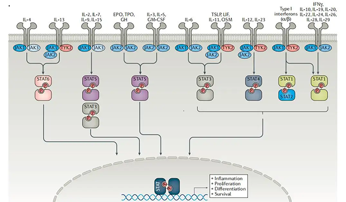 精准建模，把握解开自身免疫性疾病治疗研究的钥匙