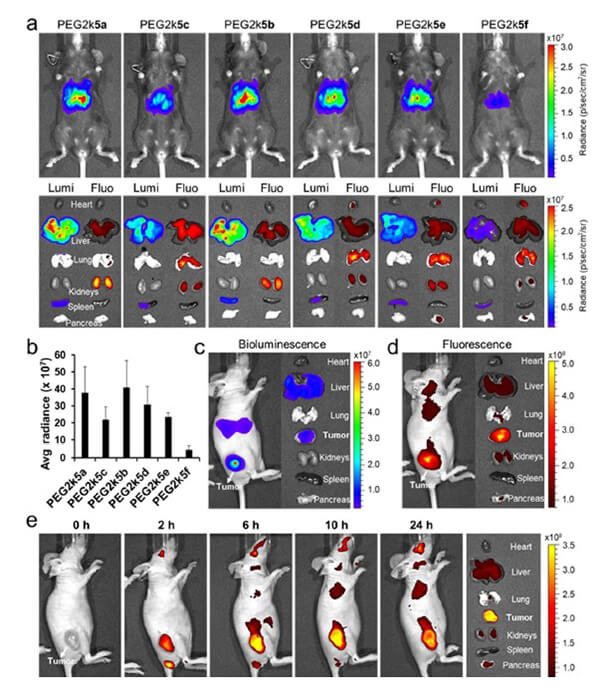 递送和NIR影像，Luc mRNA; Ⅳ and intra-tumoral.jpg