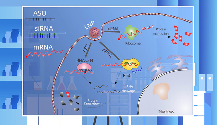 核酸药物的作用机制主要有哪些？