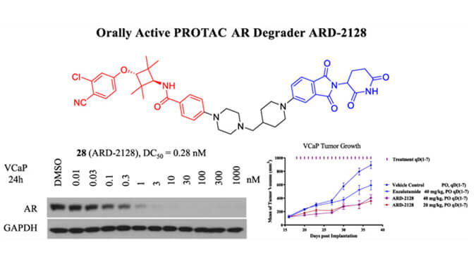 ARD-2128是一种PROTAC AR降解剂，具有出色的血浆和微粒体稳定性，本研究中体外稳定性和PK研究通过HJC黄金城平台进行