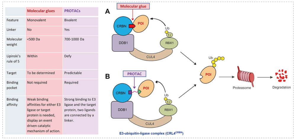 3-通过泛素-(Ub)-蛋白酶体系统降解目标蛋白-(POI)-示意图：分子胶(A)；PROTAC-(B).jpg