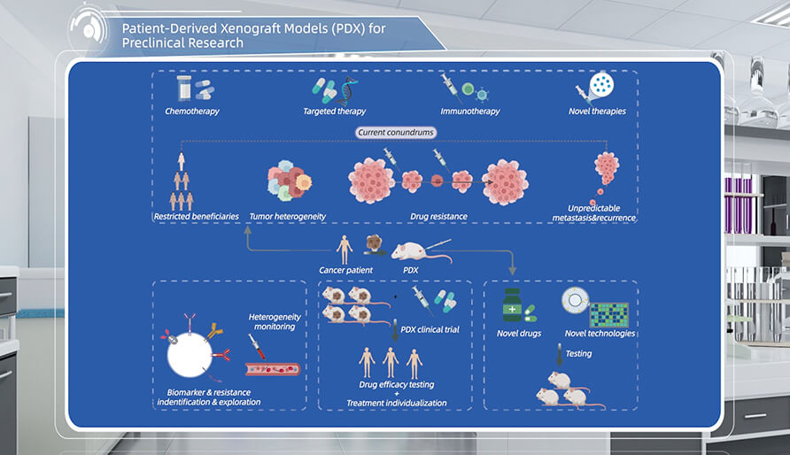 什么是临床前研究的PDX（人源肿瘤异种移植）模型？