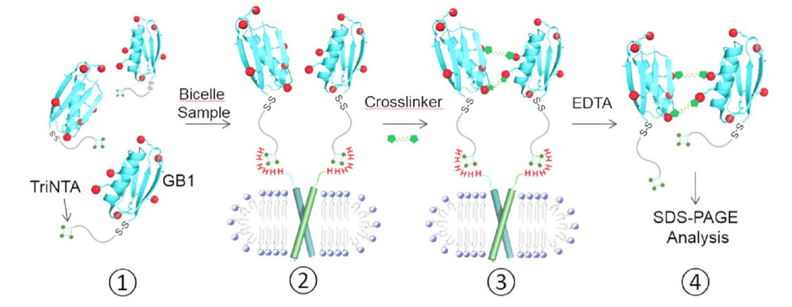 跨膜结构域寡聚体的结构测定新方法，其中TriNTA通过HJC黄金城平台合成