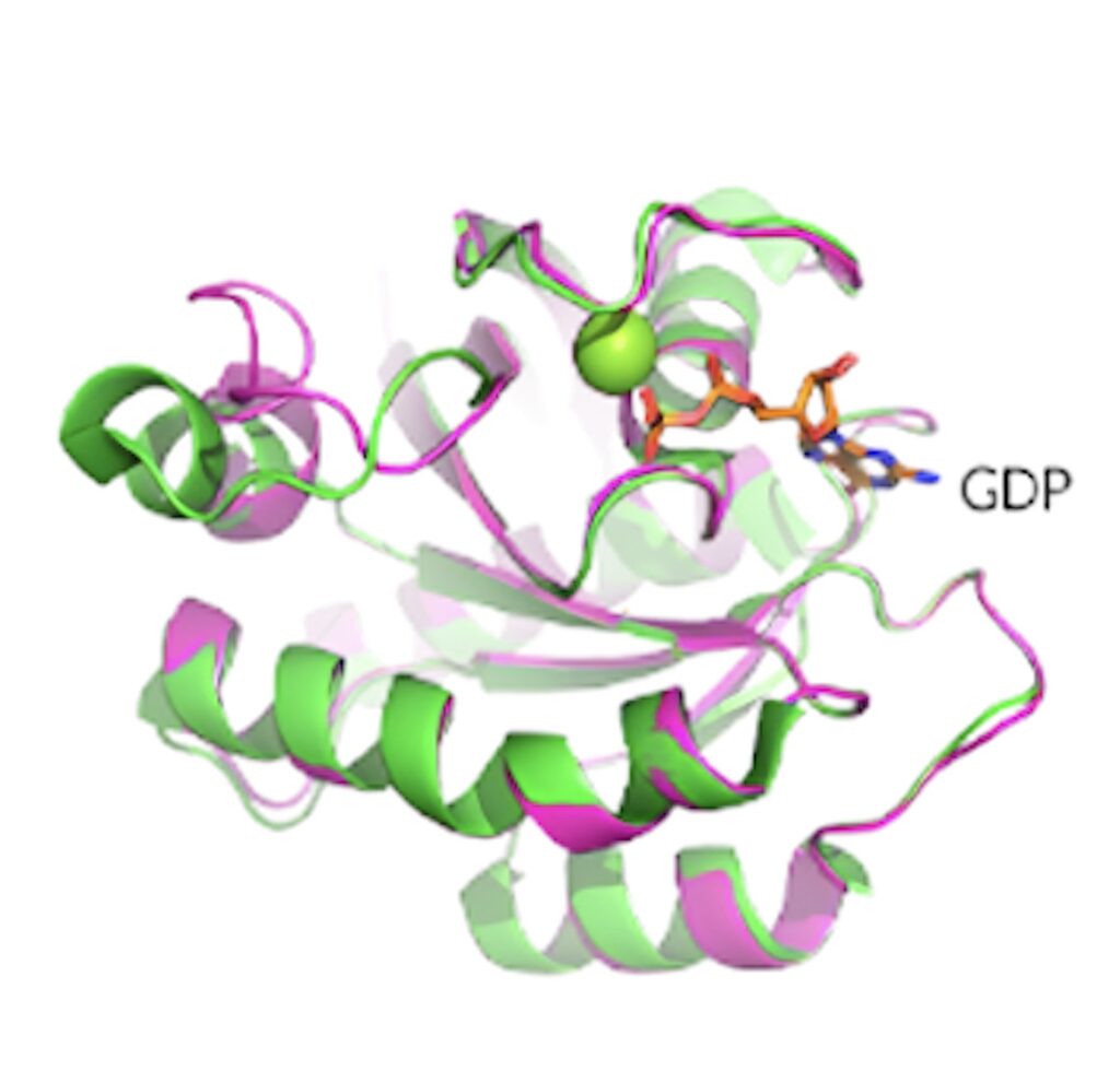 KRAS G12D晶体结构揭示了蛋白质的构象和 GDP 结合状态。.jpeg